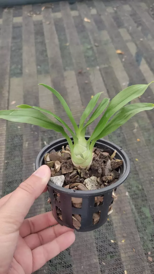 Imagem Segundaria do Produto